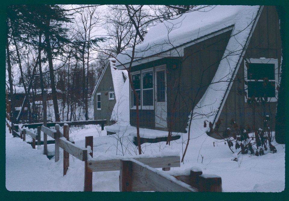 Elms blanketed with snow 1981